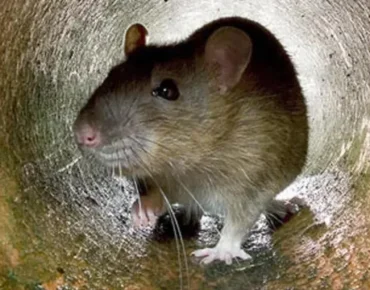 شركة مكافحة القوارض