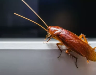 شركة مكافحة الصراصير