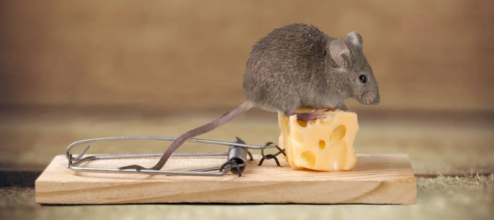 مكافحة القوارض