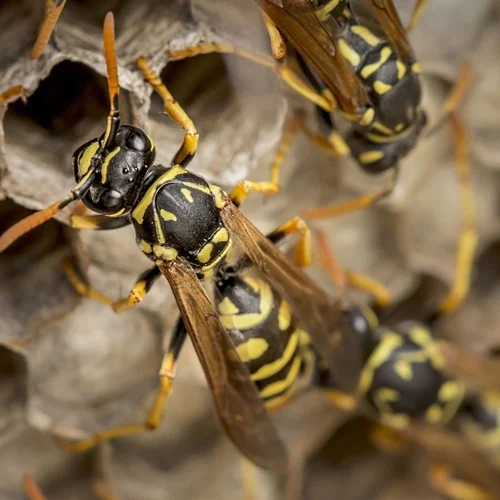 مكافحة النحل