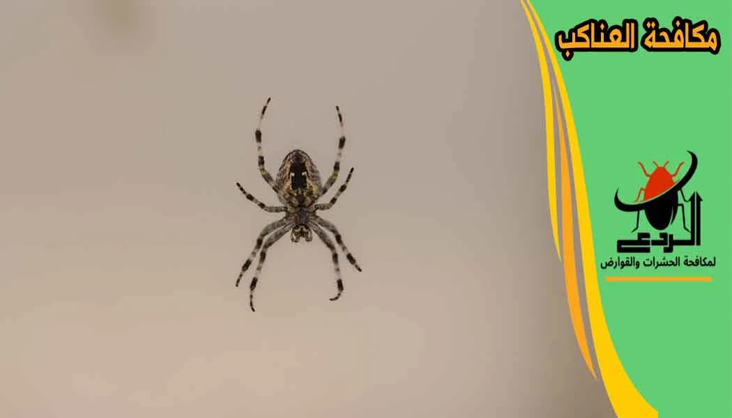مكافحة العناكب مكافحة العنكبوت