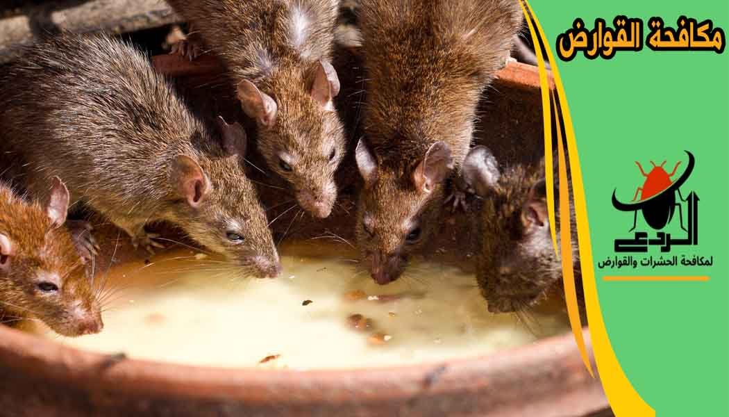 مكافحة القوارض مكافحة الجرذان مكافحة الفئران