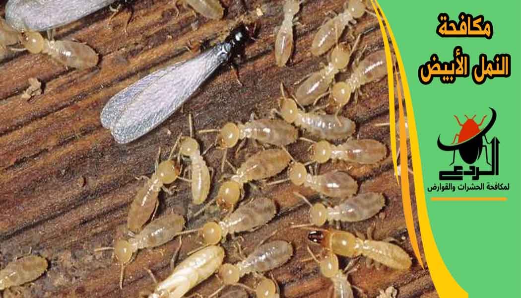 مكافحة النمل الأبيض مكافحة الارضة